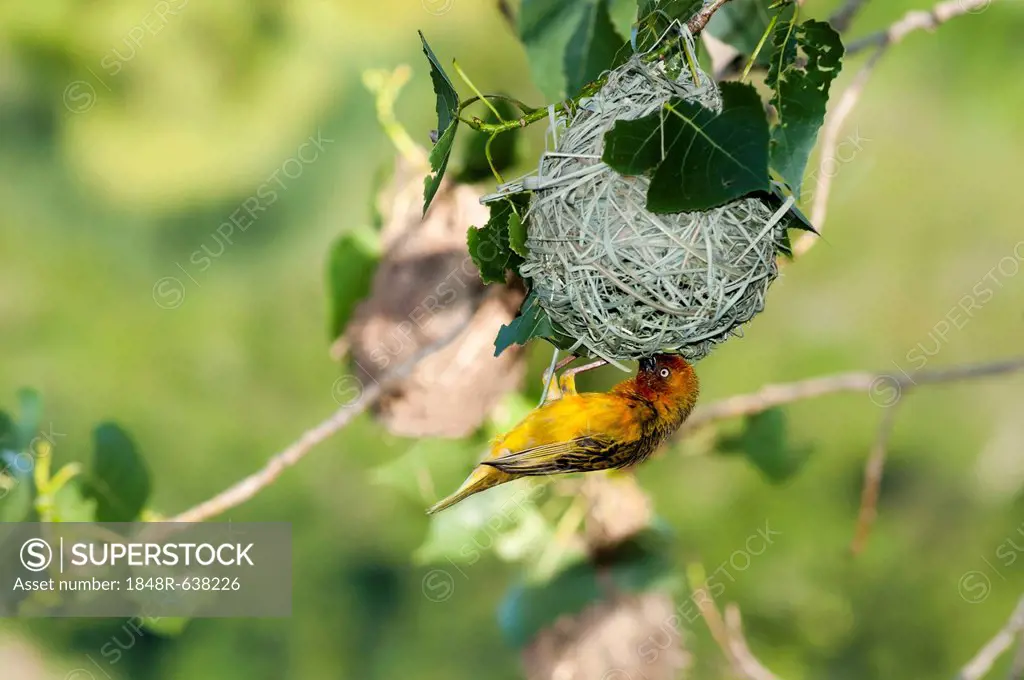 Cape Weaver (Ploceus capensis), weaver nest, Northern Cape, South Africa, Africa
