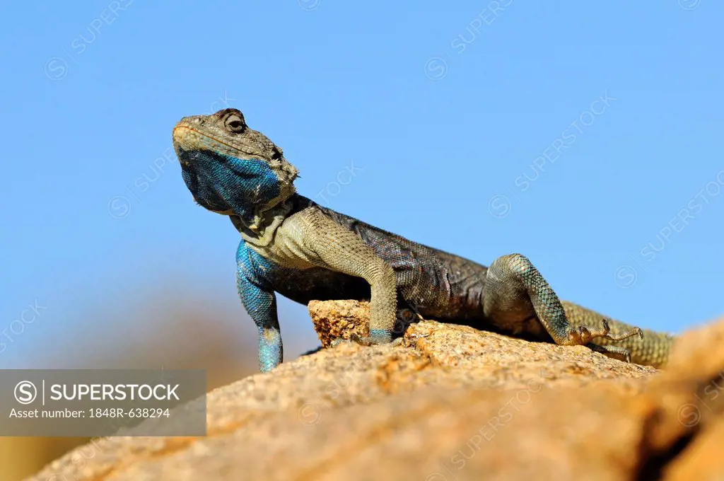 Southern Rock Agama, Knobel's Agama (Agama atra), male, Goegap Nature Reserve, Namaqualand, South Africa, Africa