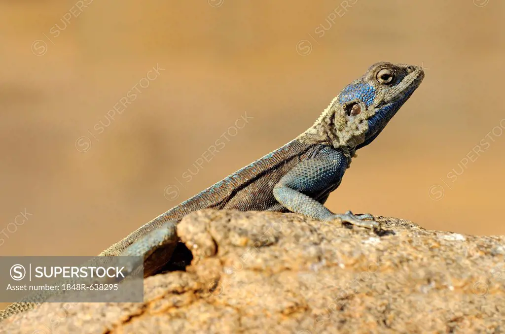 Southern Rock Agama, Knobel's Agama (Agama atra), male, Goegap Nature Reserve, Namaqualand, South Africa, Africa