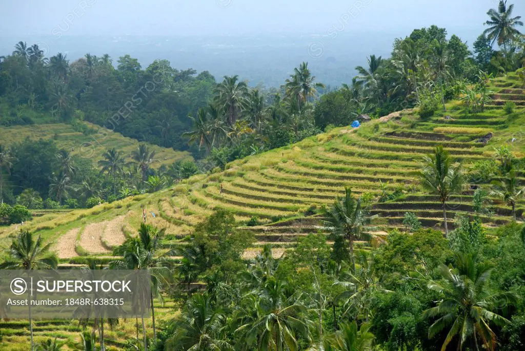 Agriculture, rice paddies, rice terraces and coconut palms, Jatiluwih in Ubud, Bali, Indonesia, Southeast Asia, Asia