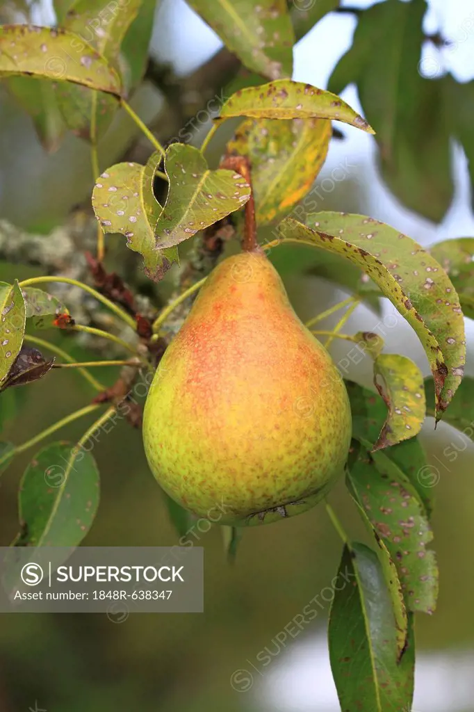 Untreated pear growing on a tree