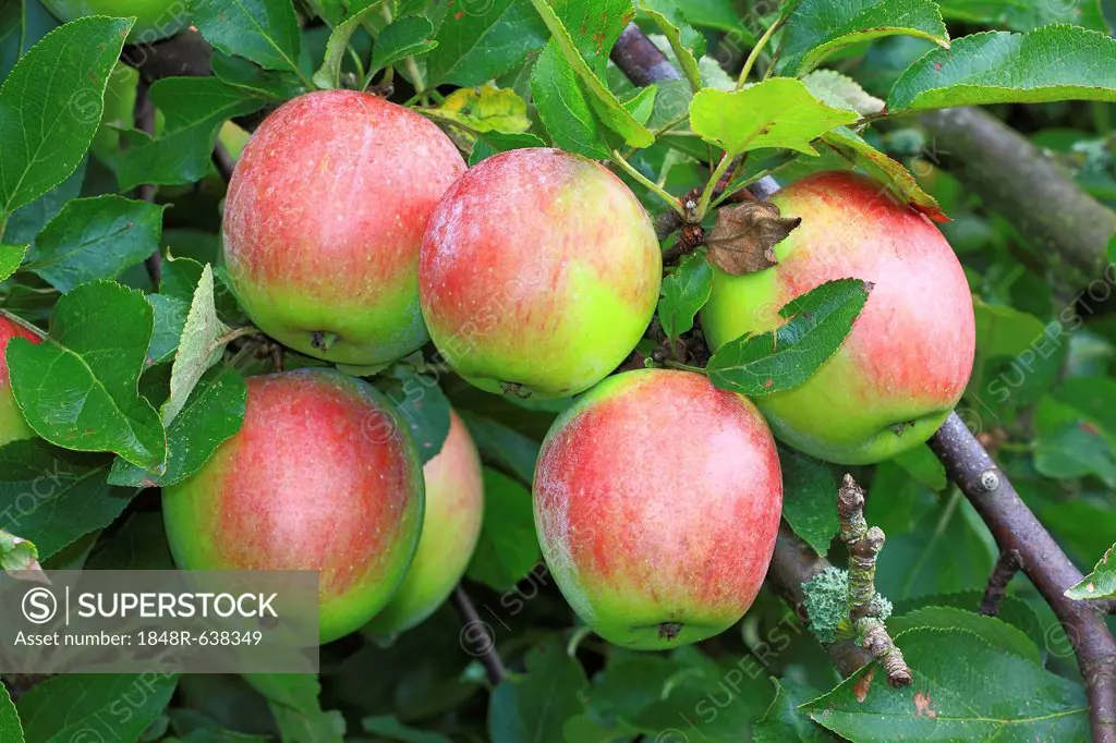 Untreated apples growing on an apple tree