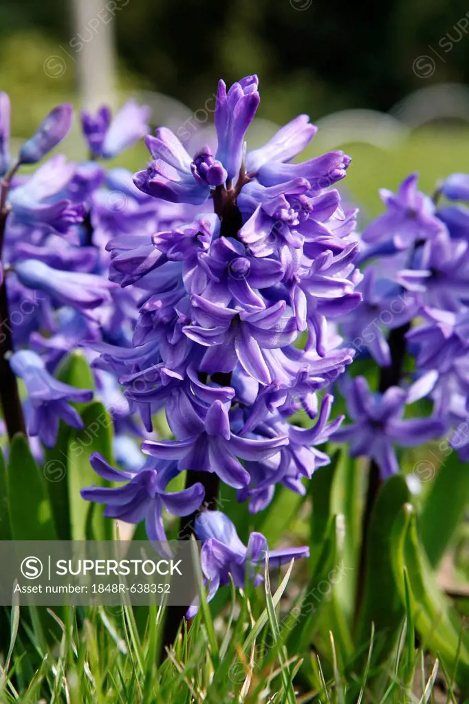 Flowering Hyacinths (Hyacinthus)