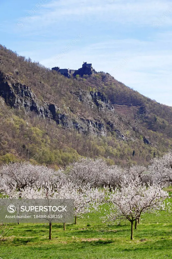 Apricot trees in blossom, flowering apricot trees (Prunus armeniaca), Aggstein castle ruin at the back, Wachau valley, Lower Austria, Austria, Europe