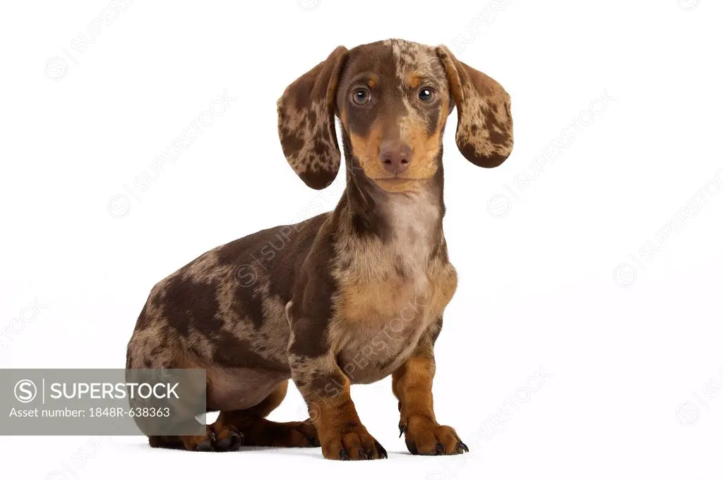 Pied short-hair dachshund puppy