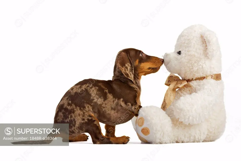 Pied short-hair dachshund puppy nudges in teddy bear with his nose