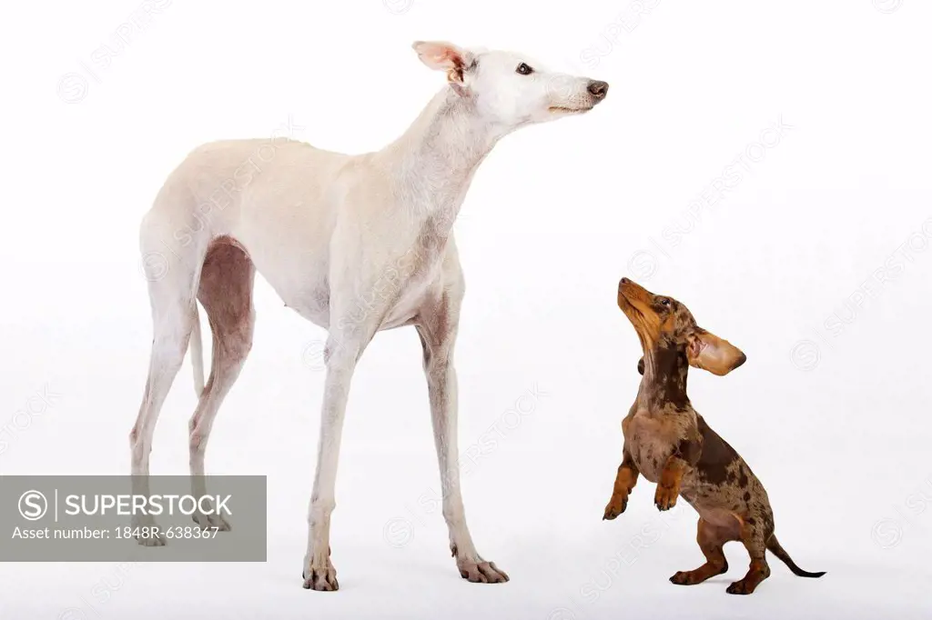 Pied short-hair dachshund puppy and white greyhound, Galgo Español