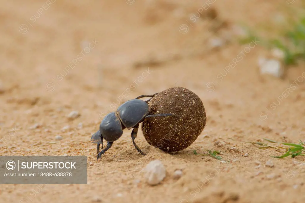 Dung beetle (Scarabaeidae) at Addo Elephant Park, South Africa