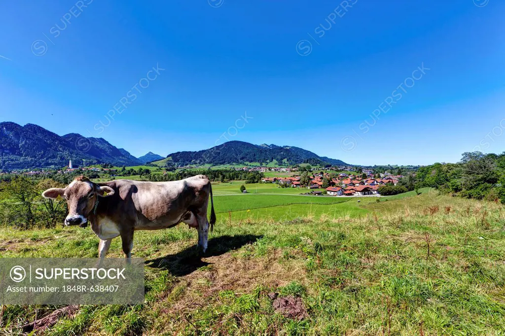 Cow, Pfronten at the back, Ostallgaeu district, Allgaeu, Swabia, Bavaria, Germany, Europe, PublicGround