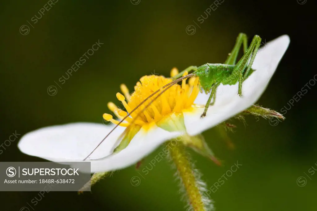 Speckled Bush-Cricket (Leptophyes punctatissima)