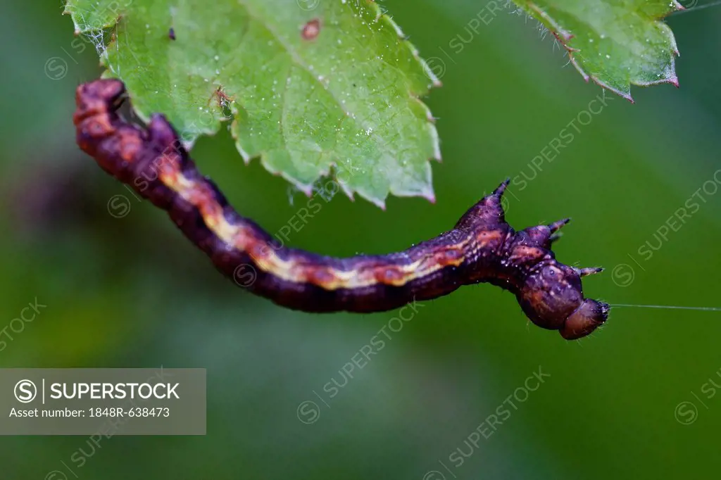 Mottled Umber (Erannis defoliaria), caterpillar