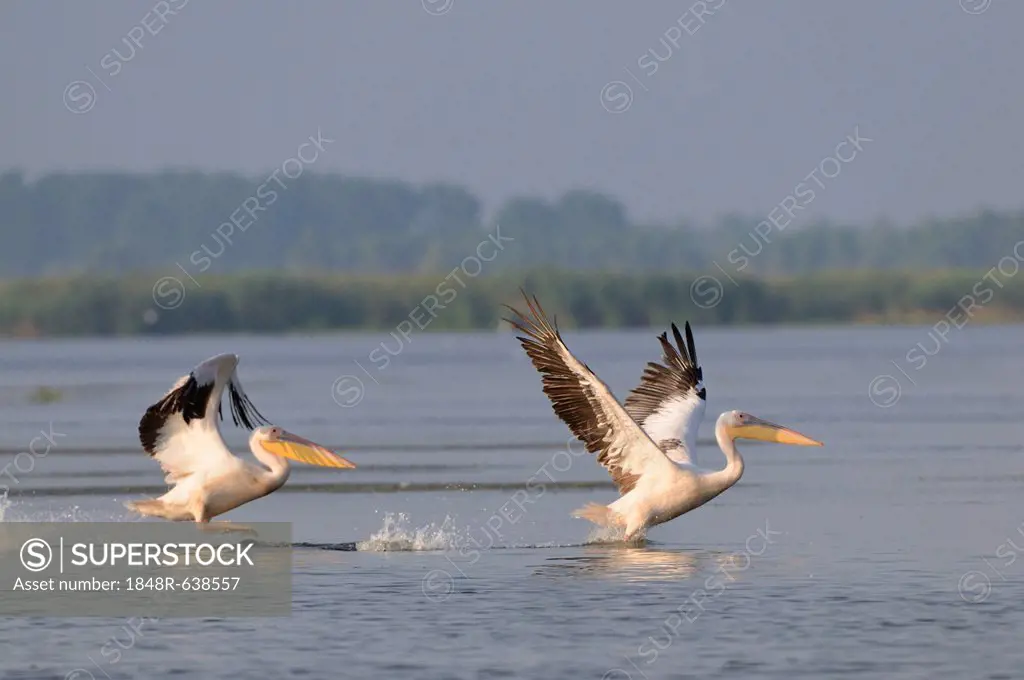 Great white pelicans (Pelecanus onocrotalus), Danube Delta, Murighiol, Romania, Europe