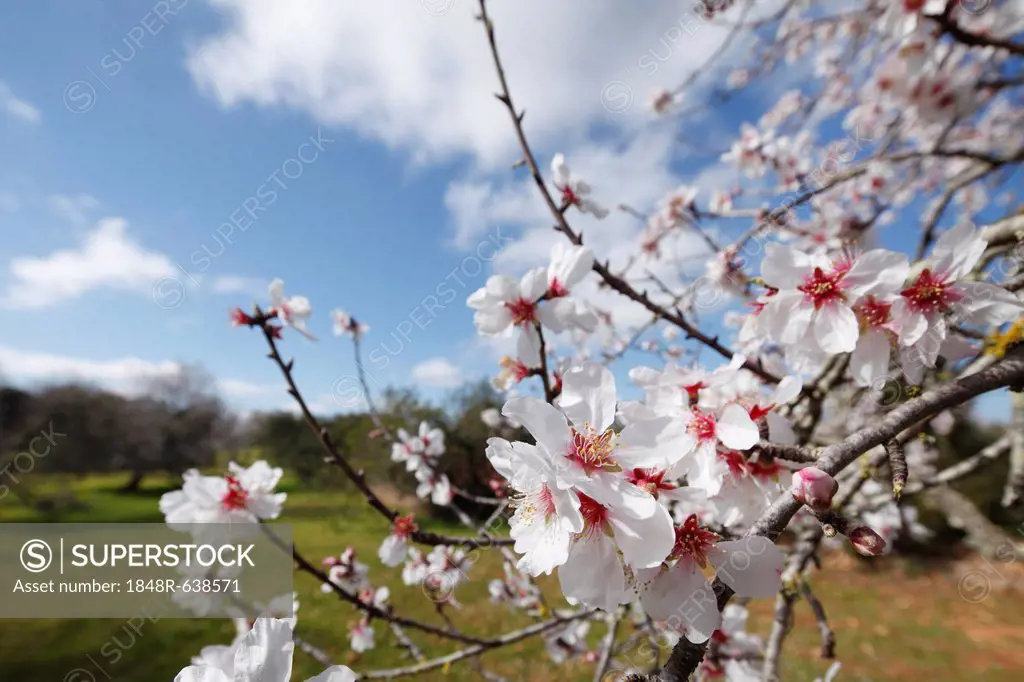 Blossoming almond tree (Prunus dulcis), Alqueria Blanca, Majorca, Balearic Islands, Spain, Europe