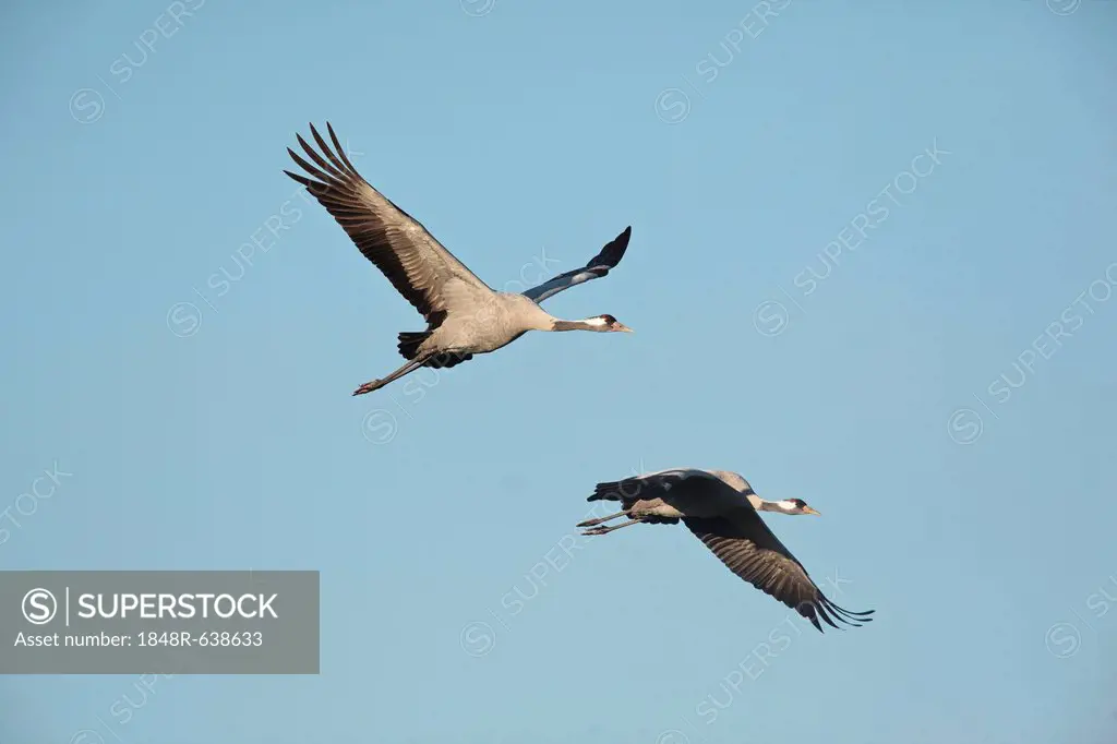Common Cranes (Grus grus), in flight, Guenzer See Lake, Mecklenburg-Western Pomerania, Germany, Europe