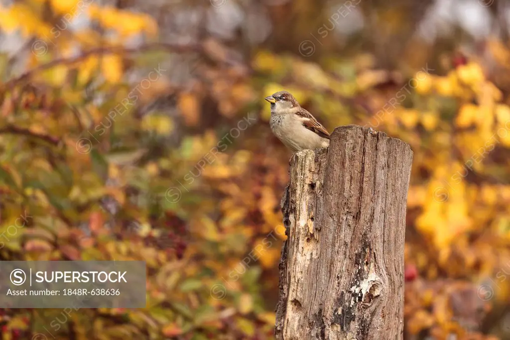 House Sparrow (Passer domesticus), Limburg an der Lahn, Hesse, Germany, Europe