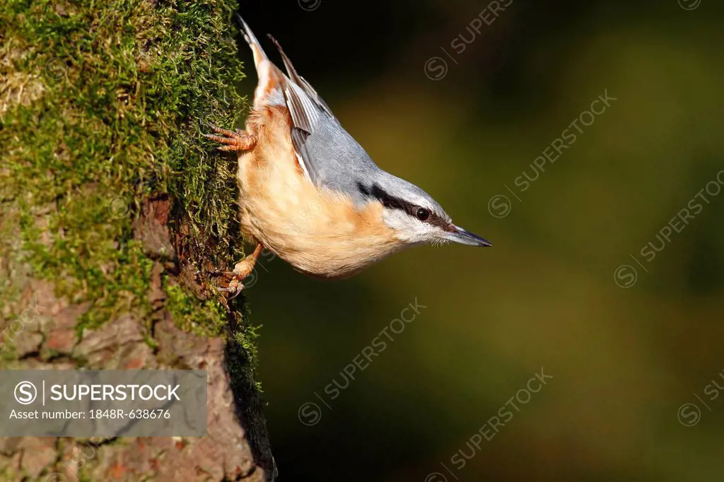 Nuthatch (Sitta europaea), mature bird sitting on the mossy branch of an oak tree, Neunkirchen, Siegerland district, North Rhine-Westphalia, Germany, ...