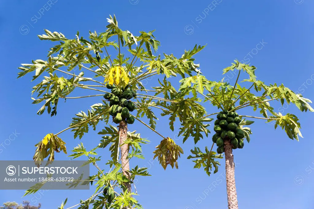 Papaya or Pawpaw tree (Carica papaya), Northern Thailand, Thailand, Asia