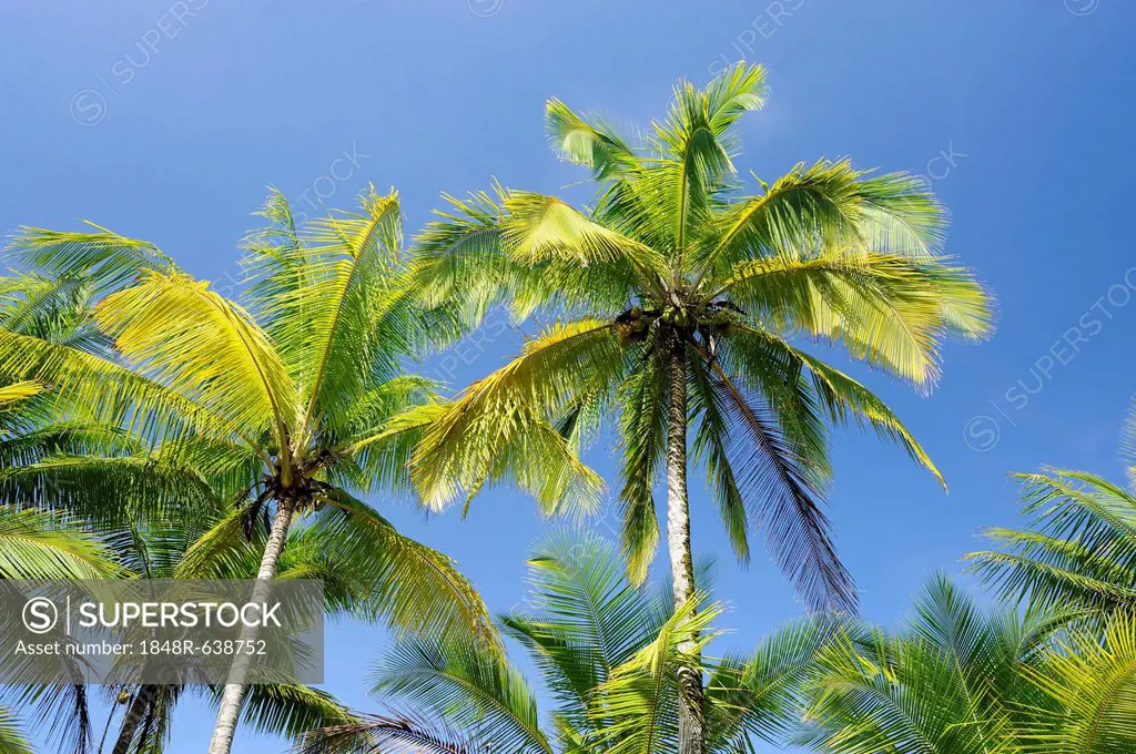 Coconut palms (Cocos nucifera) at the Pacific Coast, Costa Rica, Central America