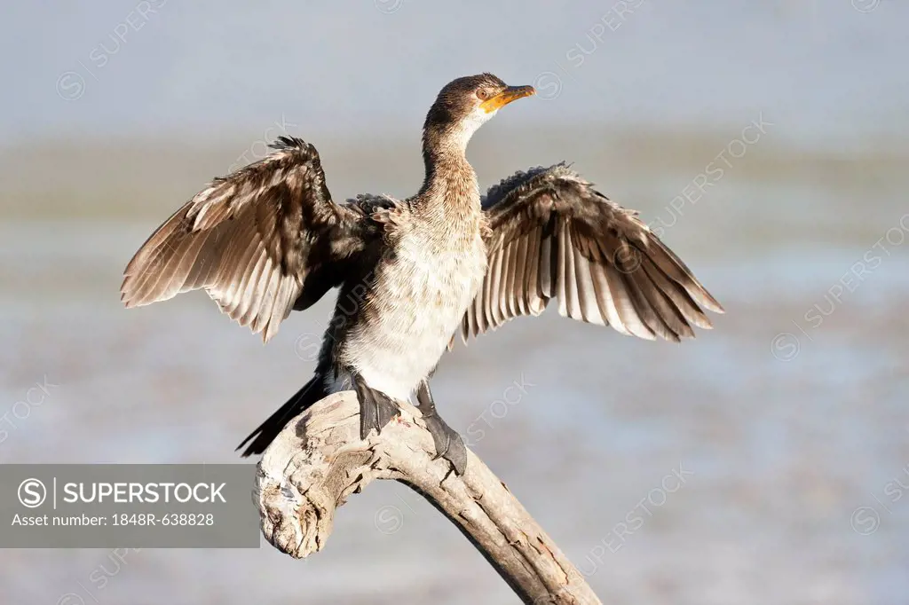 Cape cormorant or Cape shag (phalacrocorax capensis) at Wilderness National Park, South Africa
