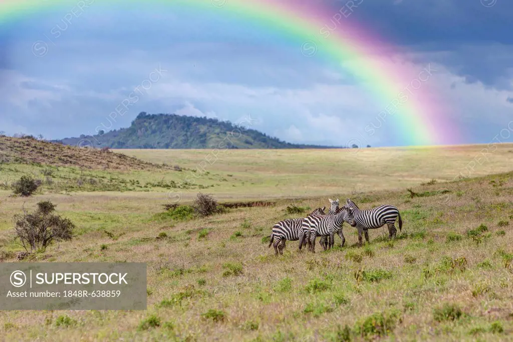A group of zebras (Equus quagga boehmi) with rainbow, Lake Nakuru National Park, Kenya, East Africa, Africa, PublicGround