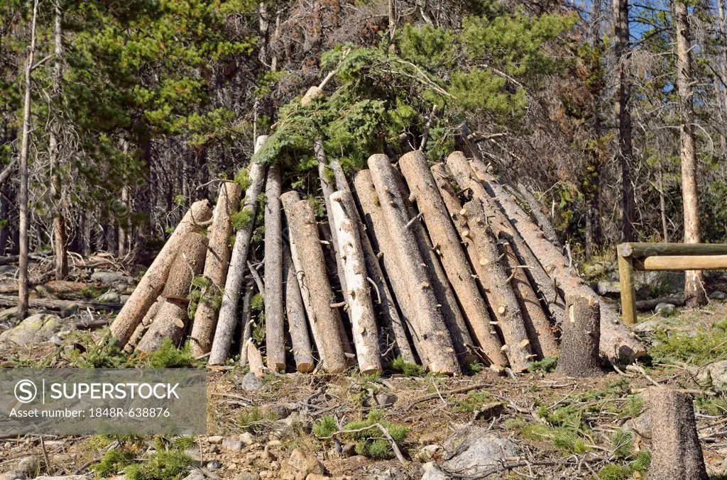 Beetle infested trees, pyre erected by forest workers for burning, Bear Lake Road, Rocky Mountain National Park, Colorado, USA