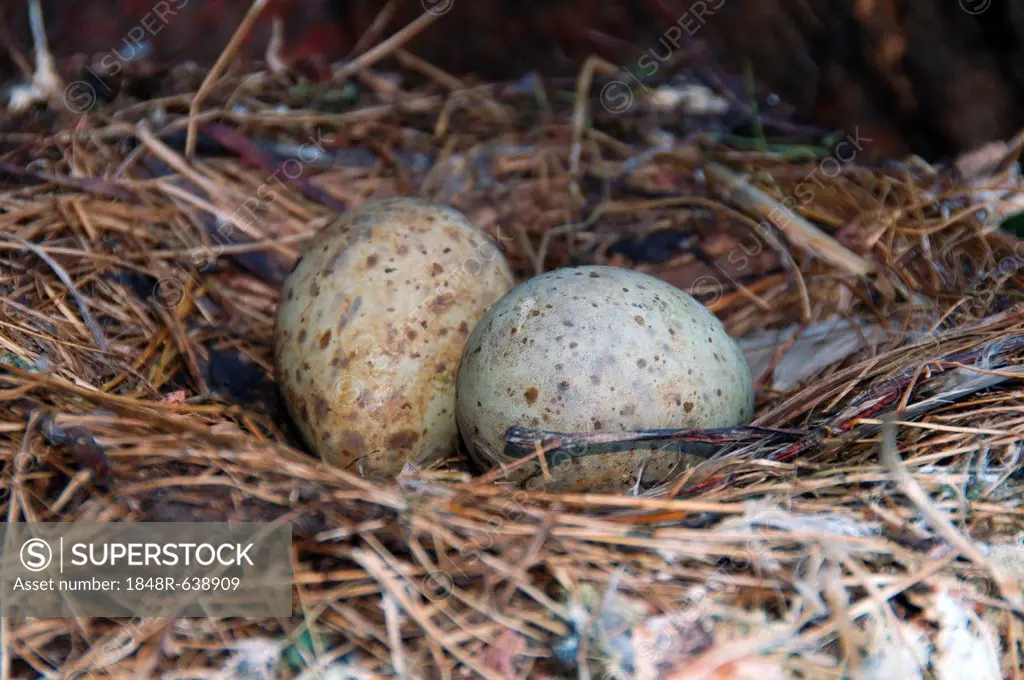 Gull's eggs, nest (Larus sp.), at the Barents Sea, Russia, Arctic