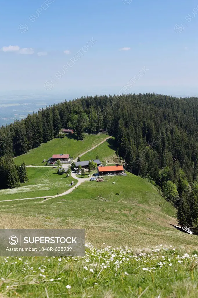 Gindelalm alp near Schliersee, Mangfall Mountains, Bavarian Alps, Upper Bavaria, Bavaria, Germany, Europe