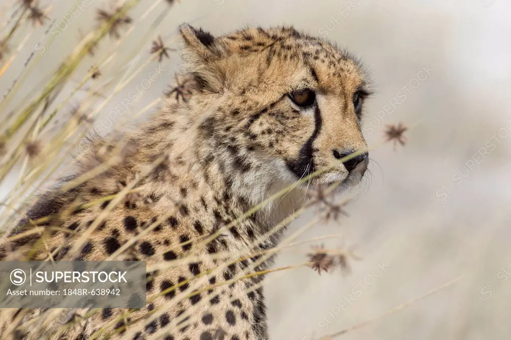 Cheetah (Acinonyx jubatus), Etosha National Park, Namibia, Africa