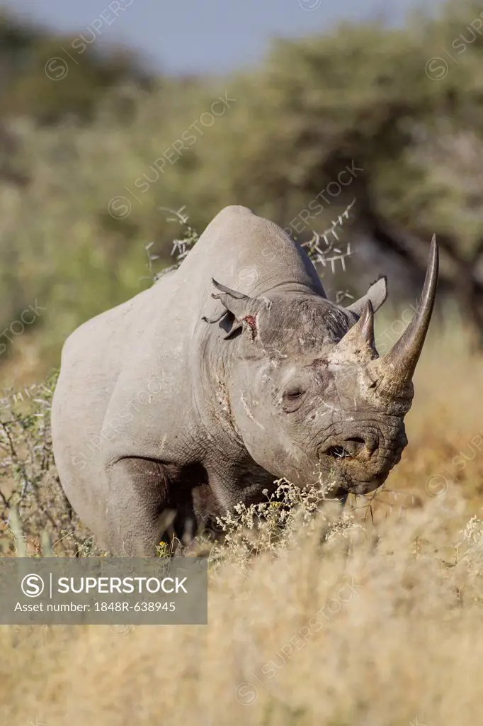 Black rhinoceros (Diceros bicornis), Etosha National Park, Namibia, Africa