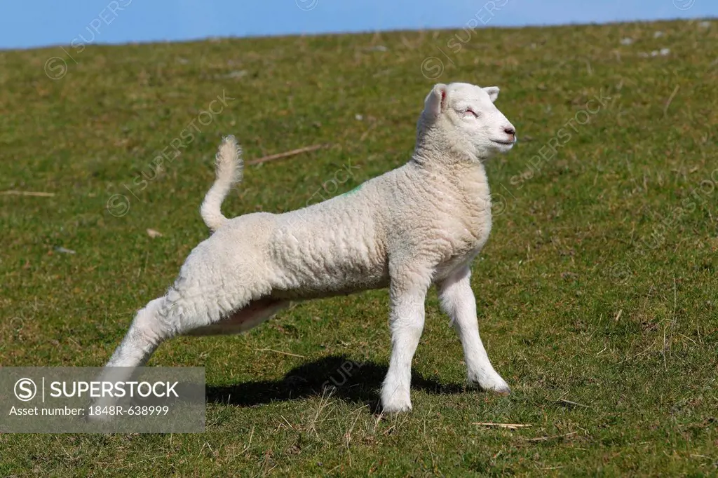 Lamb stretching after getting up, Easter lamb, Domestic Sheep (Ovis ammon f. Aries) on a dyke, Schleswig-Holstein, Germany, Europe