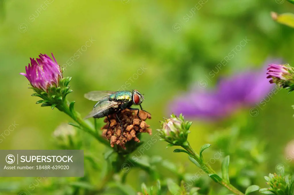Chloromyia formosa Soldier Fly (Chloromyia formosa) on flower, Krautheim, Baden-Wuerttemberg, Germany, Europe