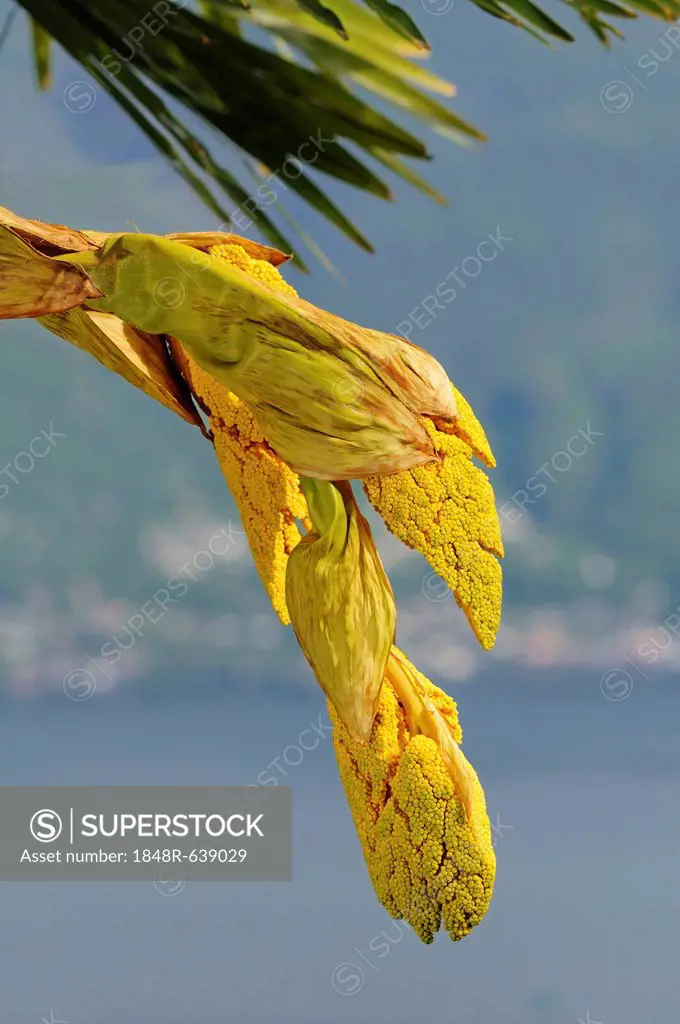 Panicles of a Windmill Palm or Chinese Windmill Palm (Trachycarpus fortunei), Ronco, Ticino, Switzerland, Europe
