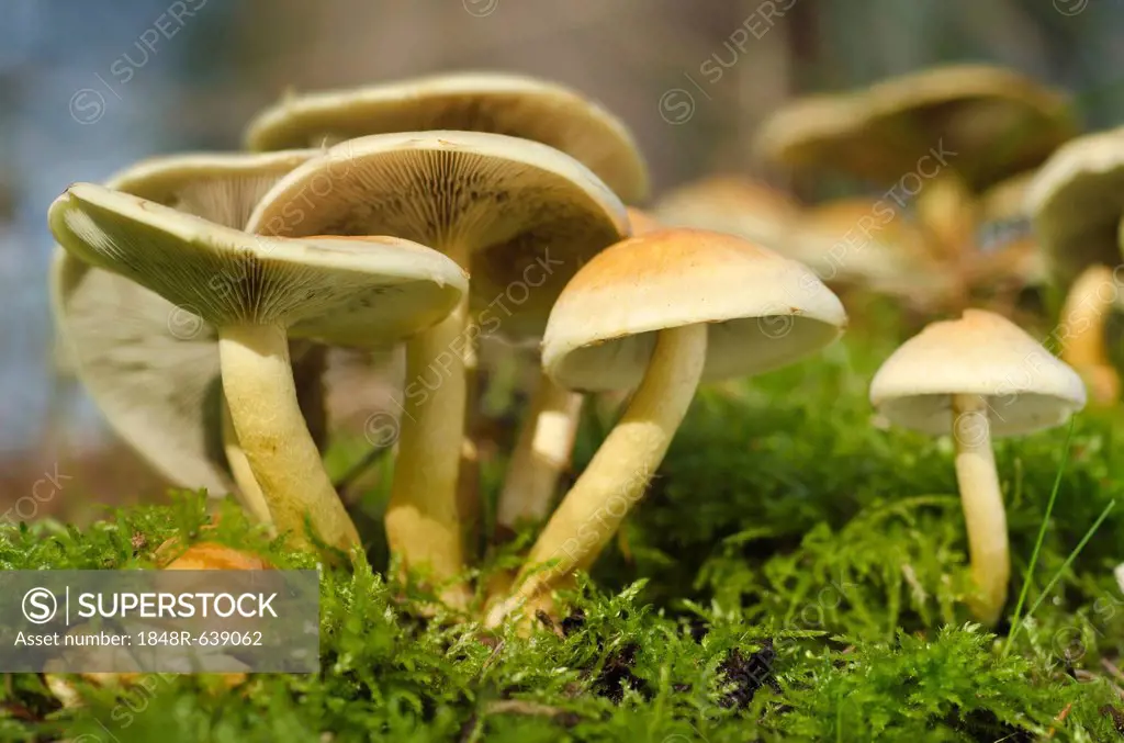 Sulphur or sulfur tuft, or clustered woodlover (Hypholoma fasciculare), cluster, Brandenburg, Germany, Europe