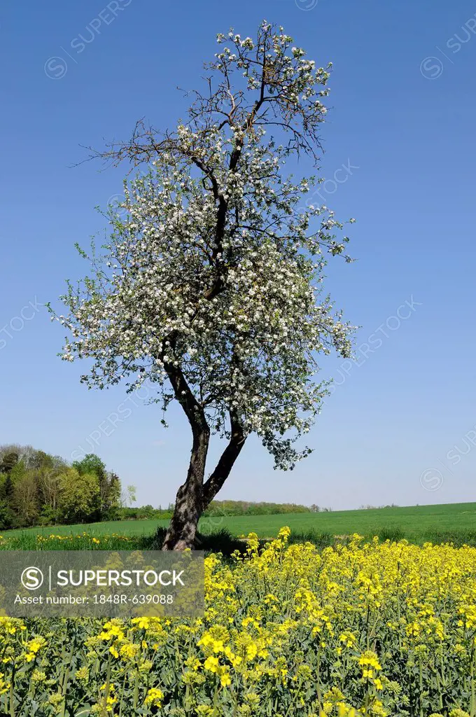 Blossoming Apple tree (Malus domestica) in a field of Rape (Brassica napus), Bavaria, Germany, Europe