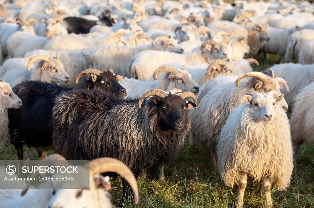 Black sheep among white sheep, flock of sheep near Kirkjubæjarklaustur, southern Iceland, Iceland, Europe