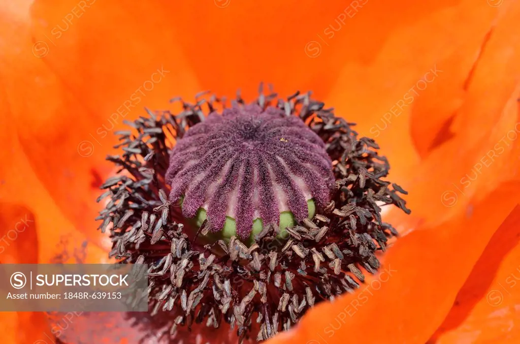 Fruit capsule and pollen tubes of a red poppy blossom, Oriental poppy (Papaver orientale)