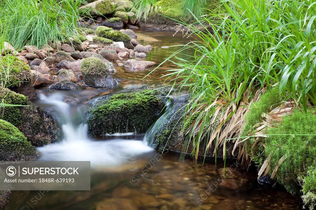 Idyllic mountain creek in the Black Forest, Baden-Wuerttemberg, Germany, Europe