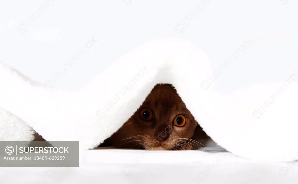 Burmese cat looking out from under a blanket