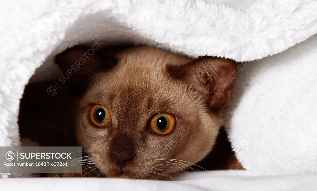 Burmese cat looking out from under a blanket