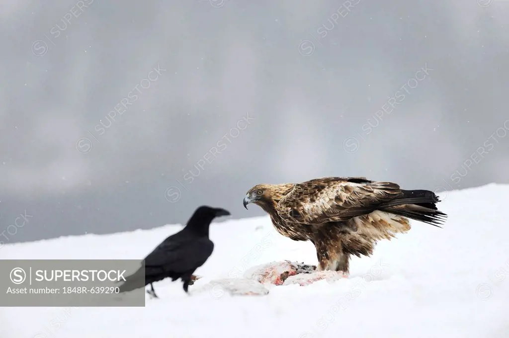 Raven (Corvus corax) and a Golden Eagle (Aquila chrysaetos), at a bait site, Sinite Kamani Nature Park, Bulgaria, Europe