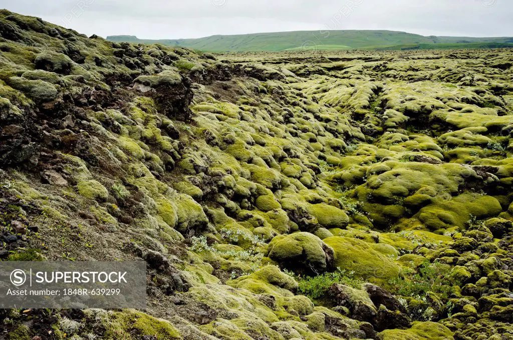 Moss-covered lava field of Eldhraun, Suðurland, Southern Iceland, Iceland, Europe