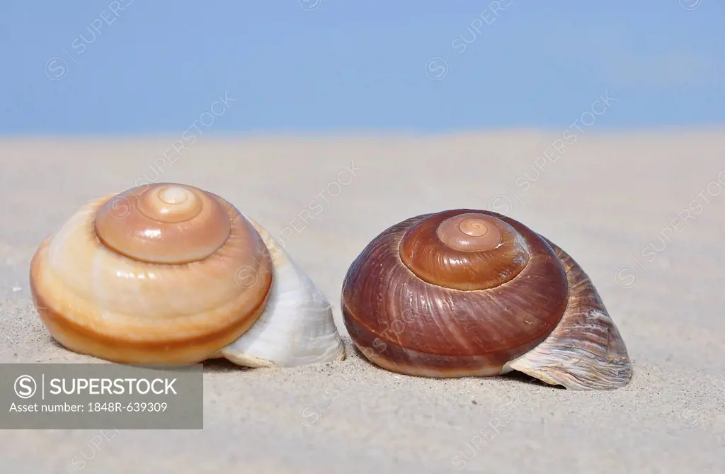 Two snail shells in the sand, beach on the North Sea, St. Peter-Ording, Schleswig-Holstein, Germany, Europe