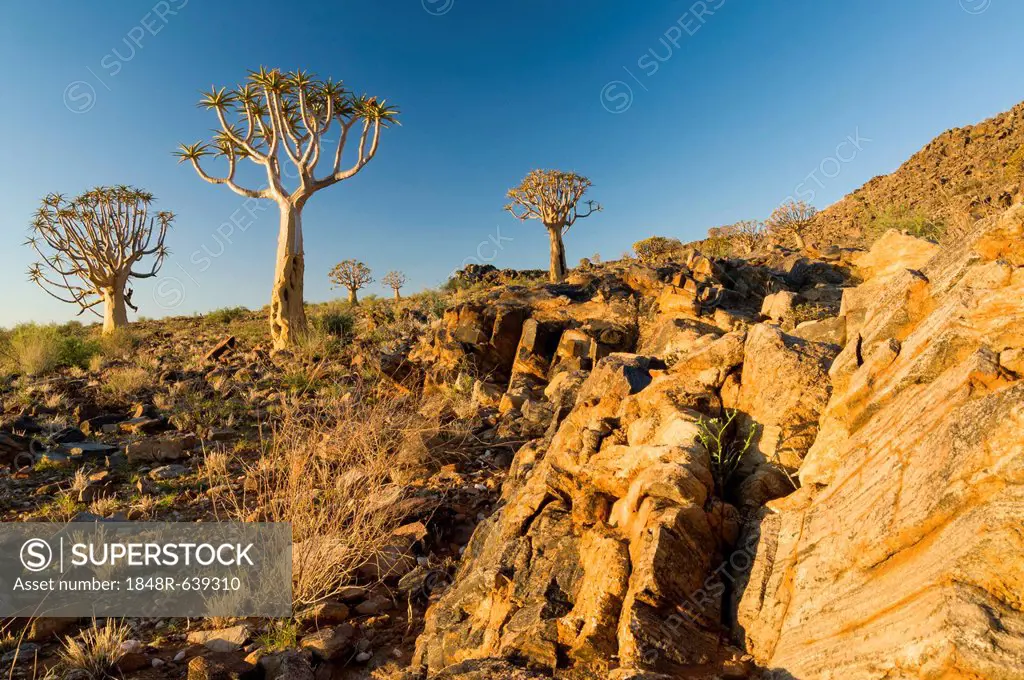Quiver tree or Kokerboom (Aloe dichotoma), Quiver Tree or Kokerboom Forest, Kenhard, Northern Cape, South Africa, Africa