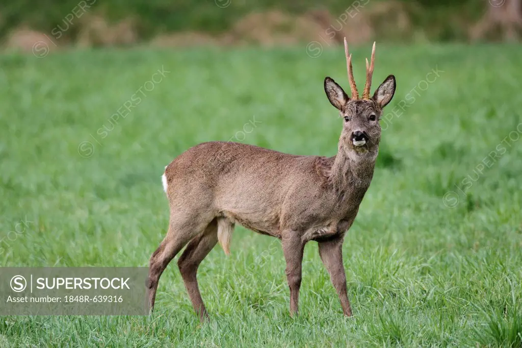 European or Western Roe Deer (Capreolus capreolus), in grey winter coat, Allgaeu, Bavaria, Germany, Europe