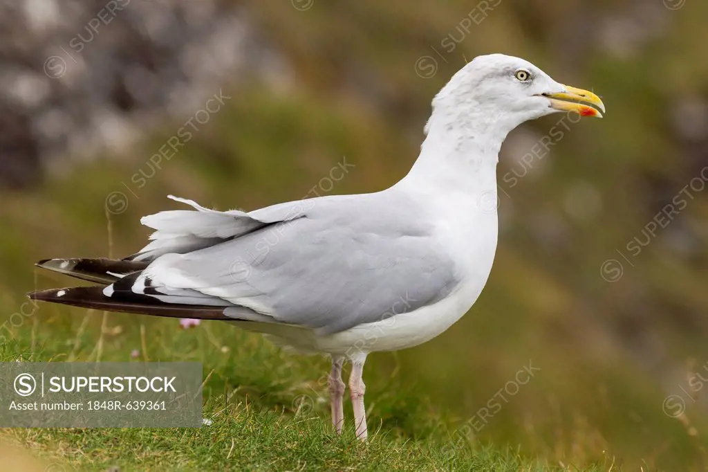 Herring gull (Larus argentatus), Dingle Peninsula, County Kerry, Ireland, Europe