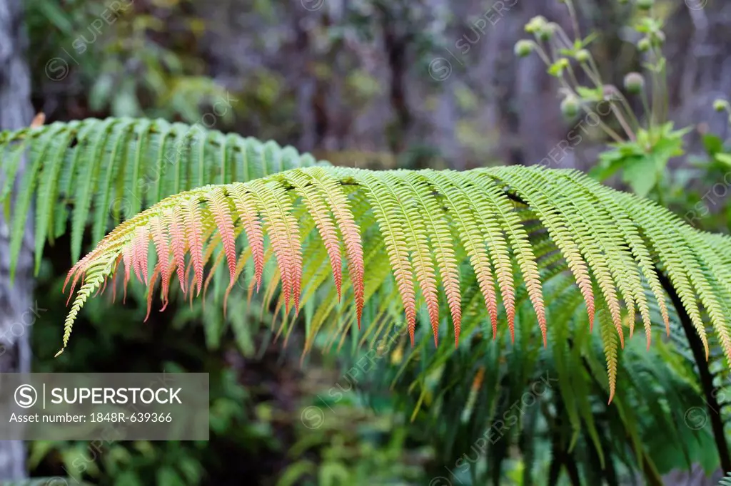 Amau fern (Sadleria cyatheoides) with tropical flush, according to the legend, damage from lava boulders Pele threw out of the volcano, Hawaii Volcan...