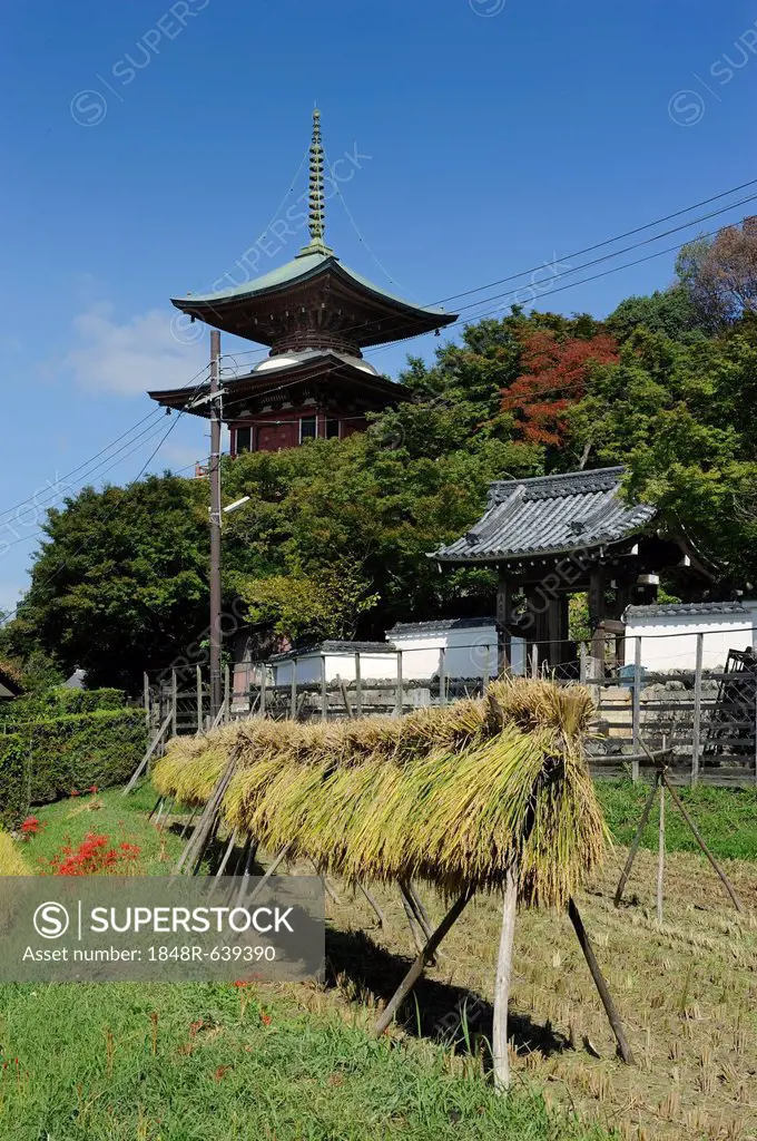 Drying sheaves of rice on a beam in front of a pagoda, Iwakura, near Kyoto, Japan, East Asia, Asia