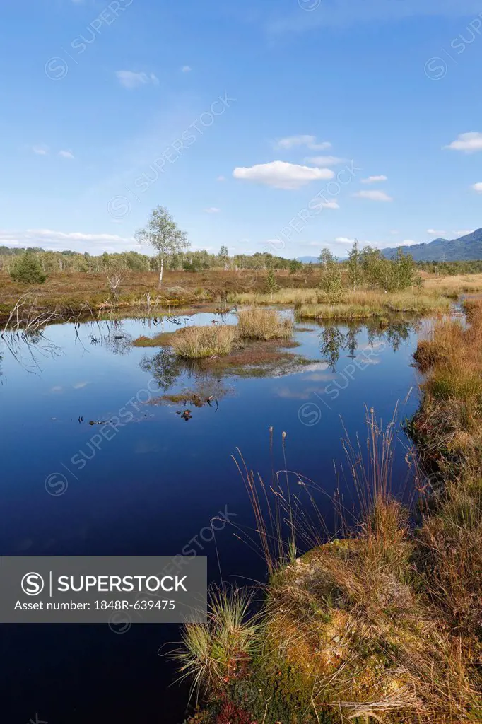 Kendlmuehlfilzen nature reserve, also known as Kendlmuehlfilzn or Kendlmuehlfilz nature reserve, Grassau, Chiemgau, Upper Bavaria, Bavaria, Germany, E...