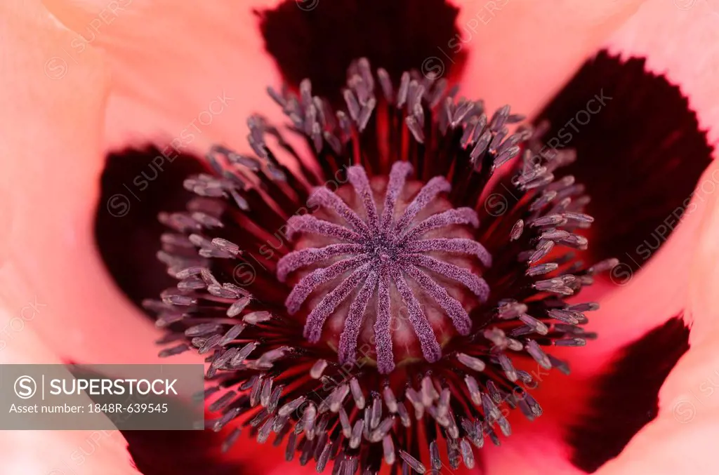 Pink poppy flower, Oriental Poppy (Papaver orientale), inflorescence with pollen tubes and ovaries
