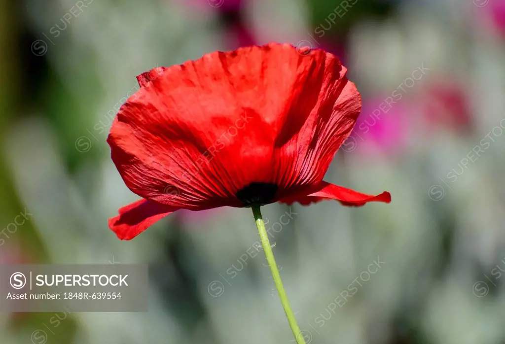 Red poppy flower (Papaver rhoeas)